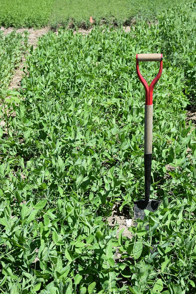 Forage Pea and shovel, farm photo.