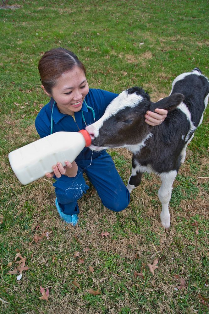 An APHIS Veterinarian feeding small cafe on a farm in Maryland.USDA photo by R. Anson Eaglin