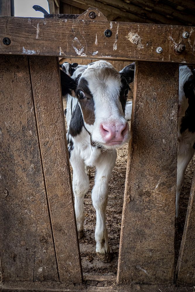 Baby cow, funny face animal.