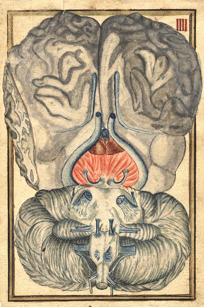 Cross-section of brain, vintage illustration.