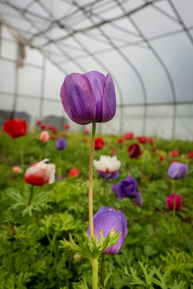 Beginning Farmers Luke Franco and Jenny Elliott run Tiny Hearts Farm and flower shop in Copake, New York.(USDA/FPAC photo by…