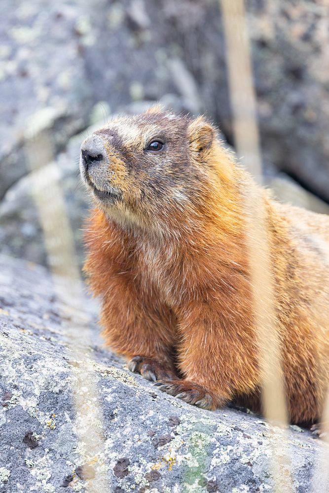 Yellow-bellied marmot perched on a rock.