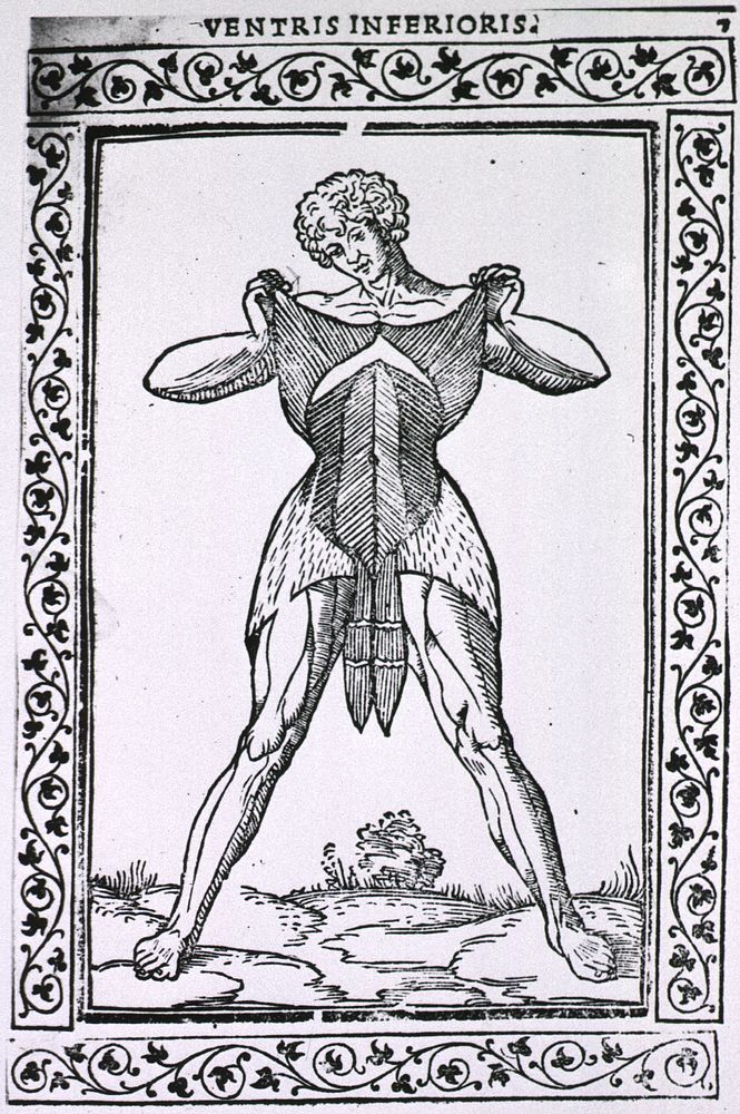 Abdominal musclesCollection: Images from the History of Medicine (IHM) Author(s): Berengario da Carpi, Jacopo, approximately…