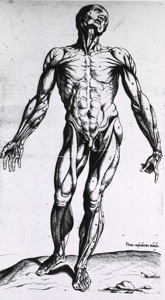 Musculature of the human bodyCollection: Images from the History of Medicine (IHM) Author(s): Geminus, Thomas, -1562…