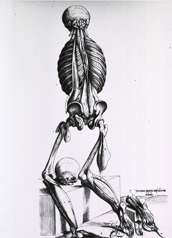 Muscles and bones of the human bodyCollection: Images from the History of Medicine (IHM) Author(s): Geminus, Thomas, -1562…
