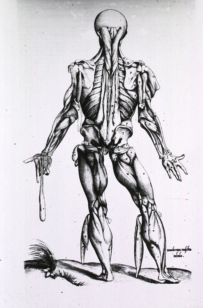 Muscles and bones of the human bodyCollection: Images from the History of Medicine (IHM) Author(s):Geminus, Thomas, -1562…