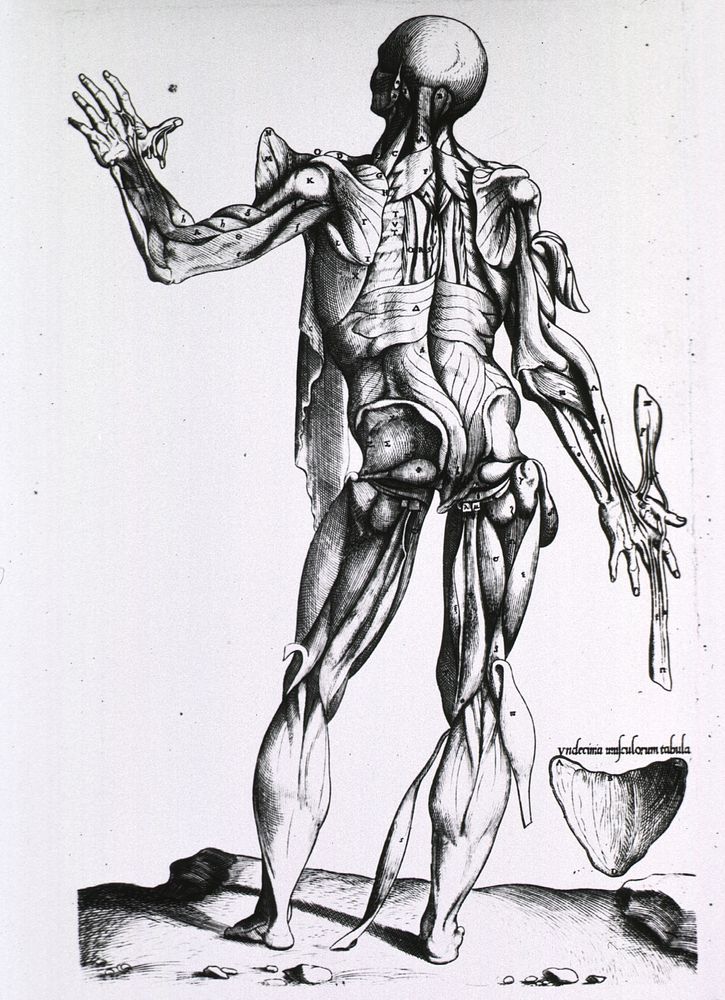 Musculature of the human bodyCollection: Images from the History of Medicine (IHM) Author(s): Geminus, Thomas, -1562…
