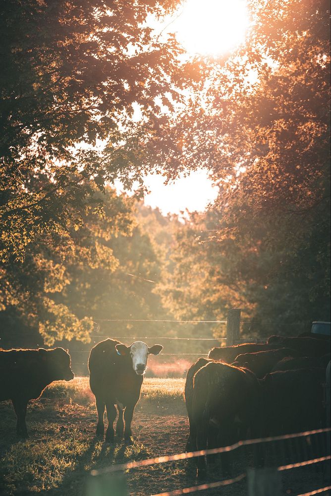 Cattle in the morning sun.