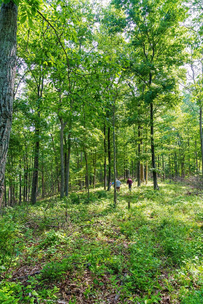 Indiana NRCS State Forester Daniel Free Photo rawpixel