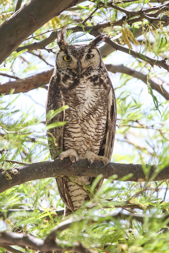 Great horned owl mother.