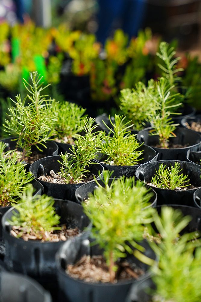 Fir seedlings.