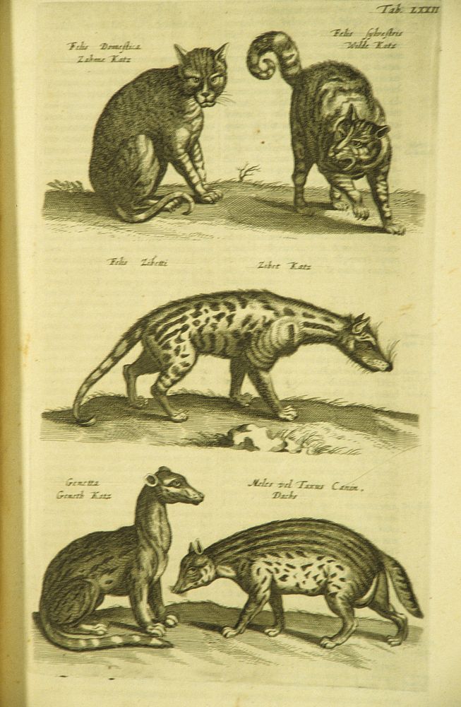 CatsCollection:Images from the History of Medicine (IHM) Format:Still image  Related Title(s):Is part of: Historiae…