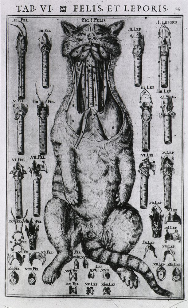 Felis, et Leporis =: Cats and LeporCollection:Images from the History of Medicine (IHM) Author(s):Casserio, Giulio, 1561?…