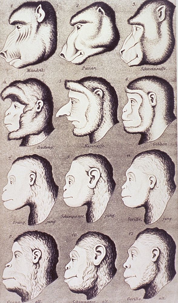 Evolution of Facial FeaturesCollection:Images from the History of Medicine (IHM) Author(s):Haeckel, Ernst Heinrich Philipp…