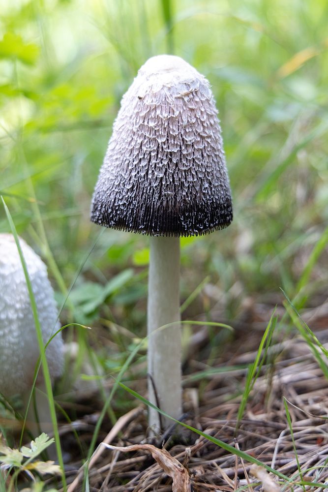 Freshly sprouted mushroomNPS / Jacob Free Photo rawpixel