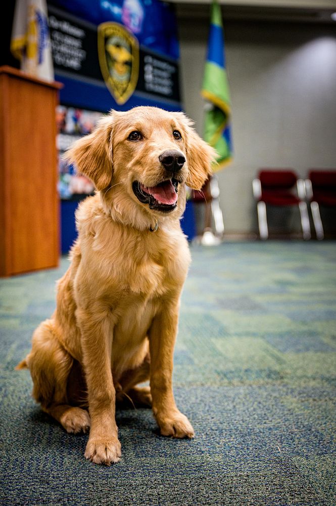 Golden Retriever puppy