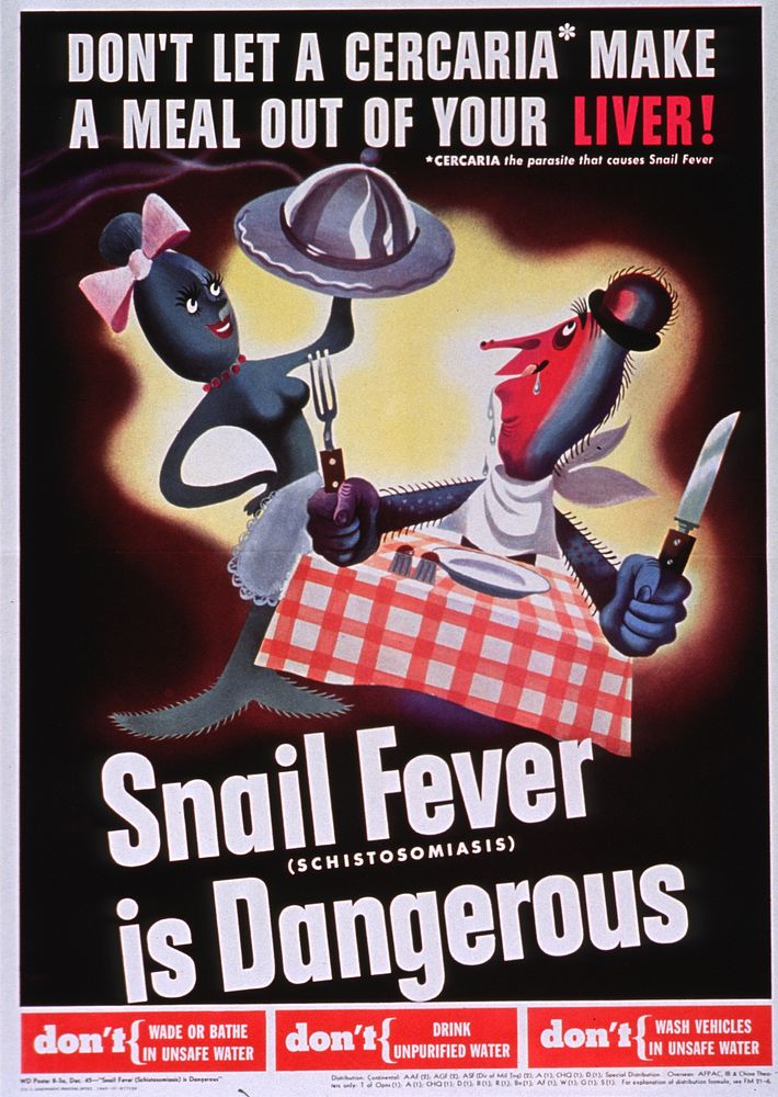 Don't Let a Cercaria Make a Meal Out of Your Liver: Snail Fever (Schistosomiasis) is Dangerous. Original public domain image…