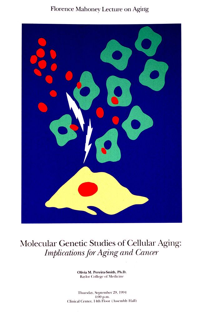 Molecular Genetic Studies of Cellular Aging: Implications for Aging and Cancer. Original public domain image from Flickr