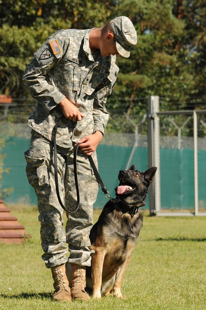 U.S.Army Specialist Tom L. Mowers, assigned to 615th Military Police Company,trains his military working dog Ace to obey…