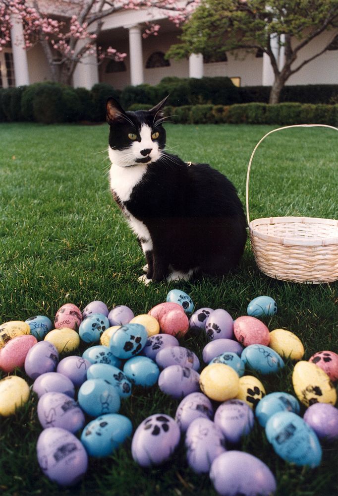 Socks the Cat Posing Next to Easter Eggs Decorated with Paw. Original public domain image from Flickr