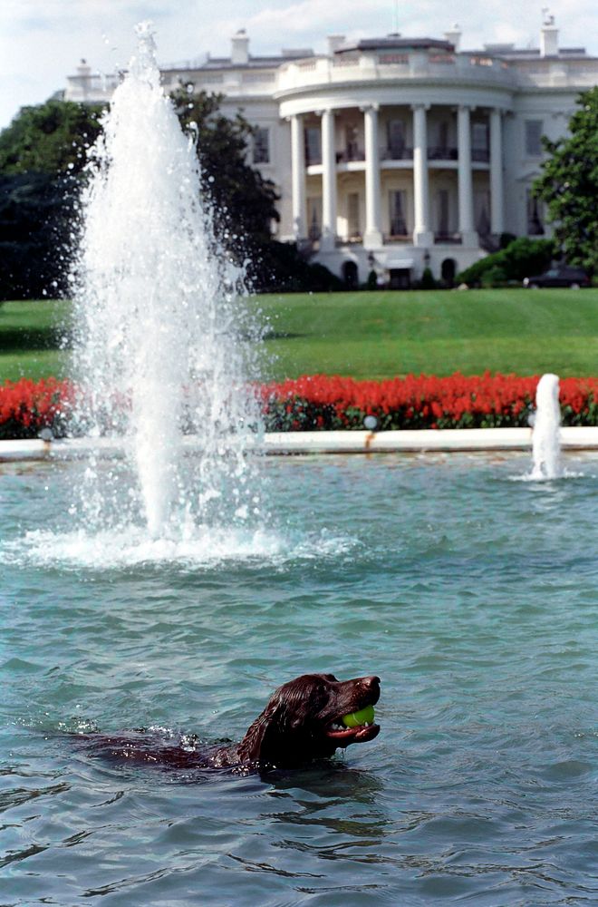 Buddy the Dog in the White House Swimming Pool Retrieving a Tennis Ball. Original public domain image from Flickr