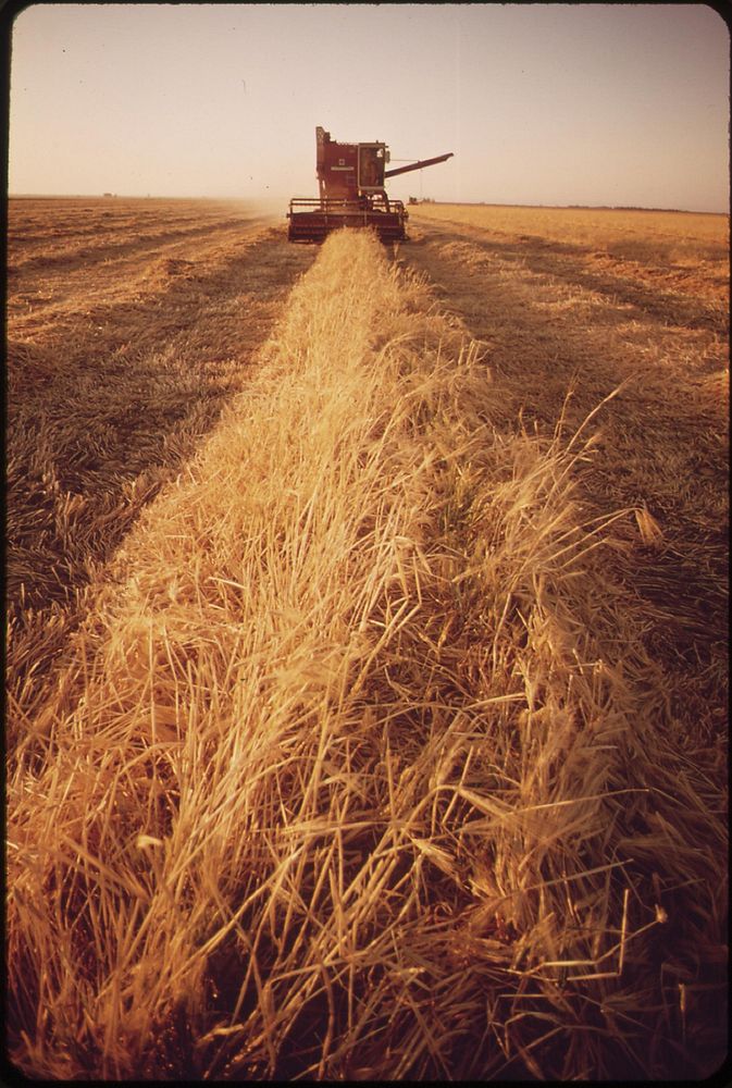 Cutting barley in the Imperial Valley--near Brawley, May 1972. Photographer: O'Rear, Charles. Original public domain image…