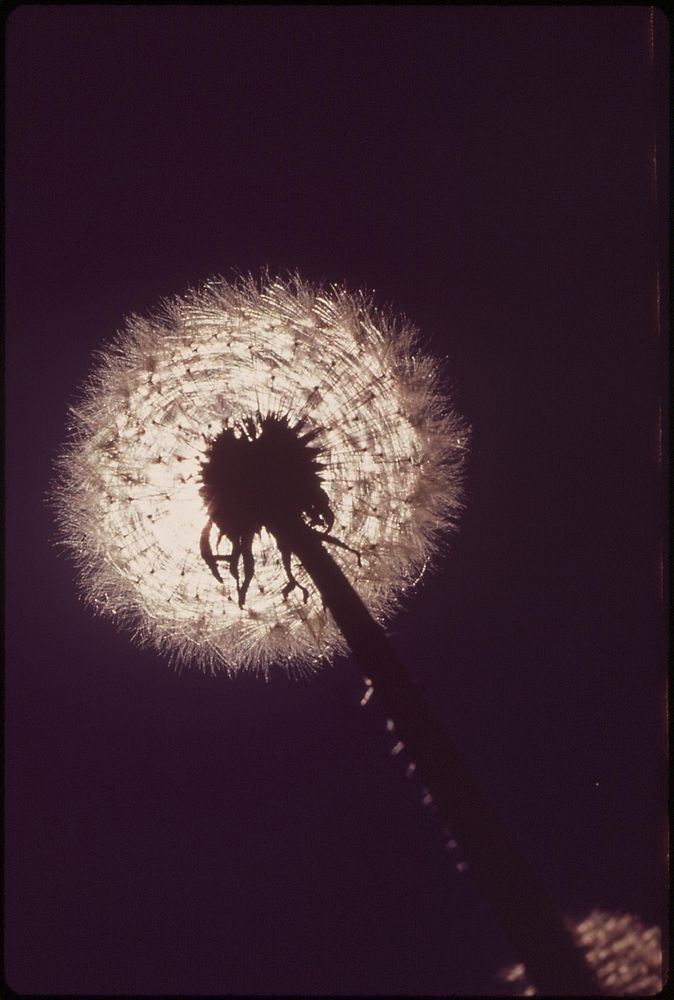 Dandelion Colorado--Uncompahgre National Forest. Original public domain image from Flickr