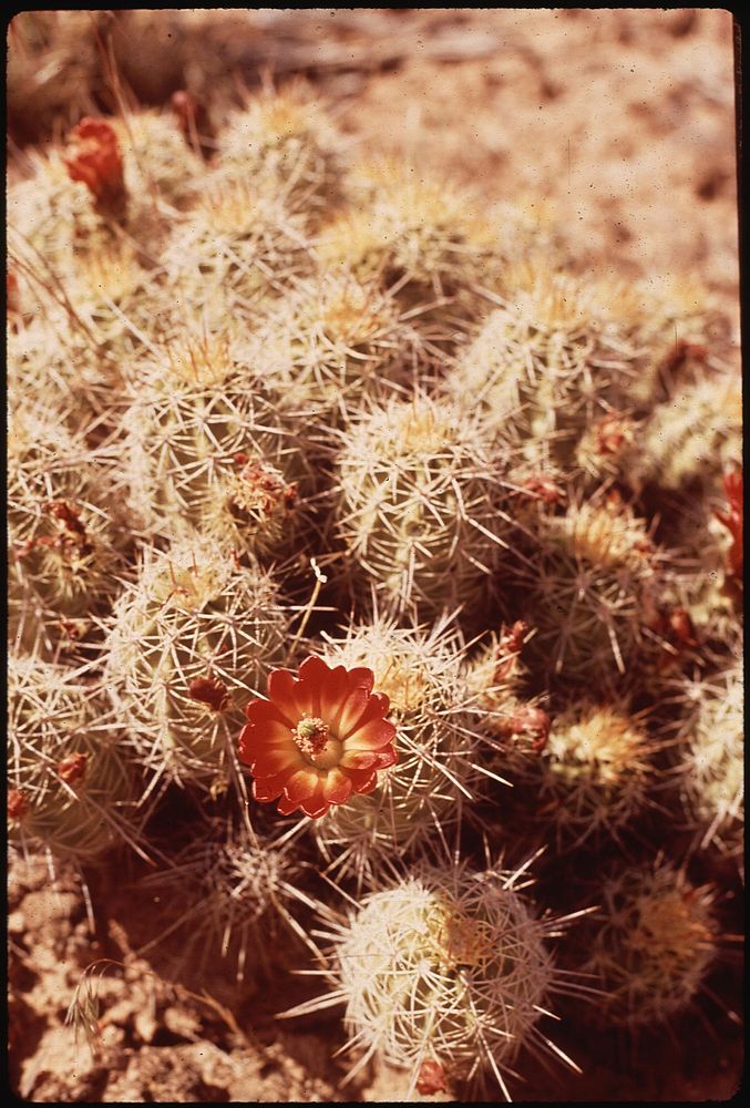 Barrel cactus in bloom. Hovenweep National Monument, 05/1972. Photographer: Norton, Boyd. Original public domain image from…