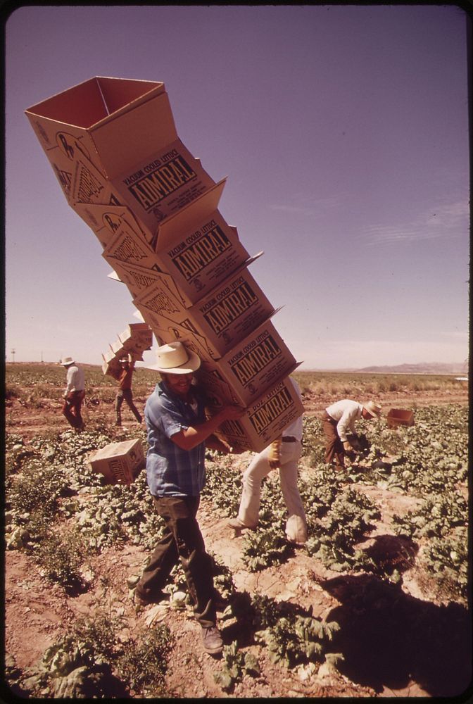 In lettuce fields along the Colorado River, Mexican farm worker carries boxes to field pickers, May 1972. Photographer:…
