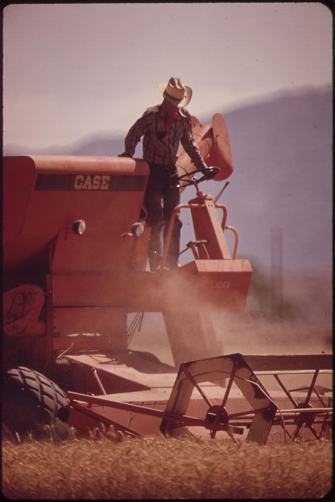 Harvesting wheat in the Palo Verde Valley, 200 yards from the Colorado River, May 1972. Photographer: O'Rear, Charles.…