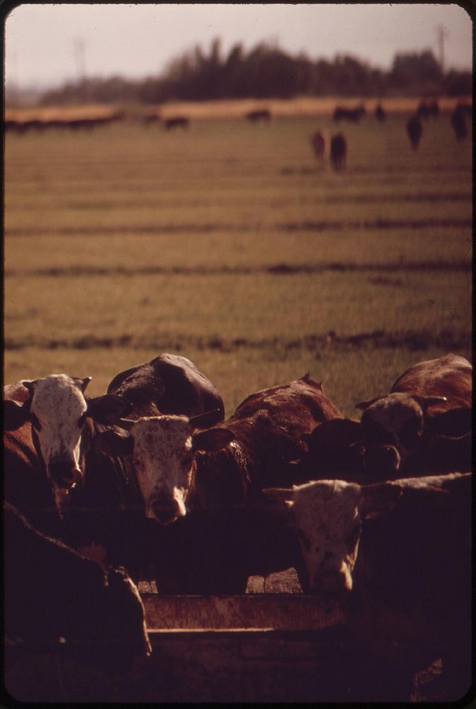 Herded cattle in the Imperial Valley. Original public domain image from Flickr