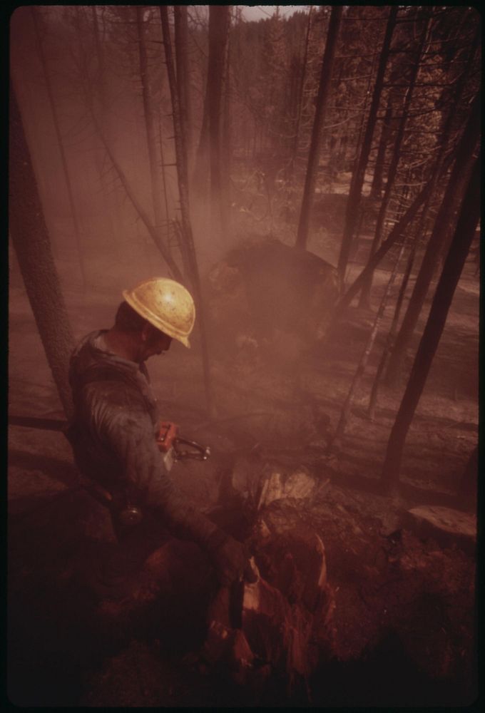 In post-fire salvage operation, a "faller" has just cut down a giant tree which the flames had destroyed. Clouds of soot and…