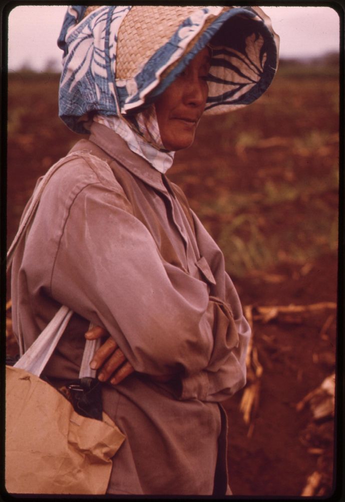 Sugarcane worker in bonnet of a kind customarily worn by the Japanese who labored here a quarter of a century earlier.…