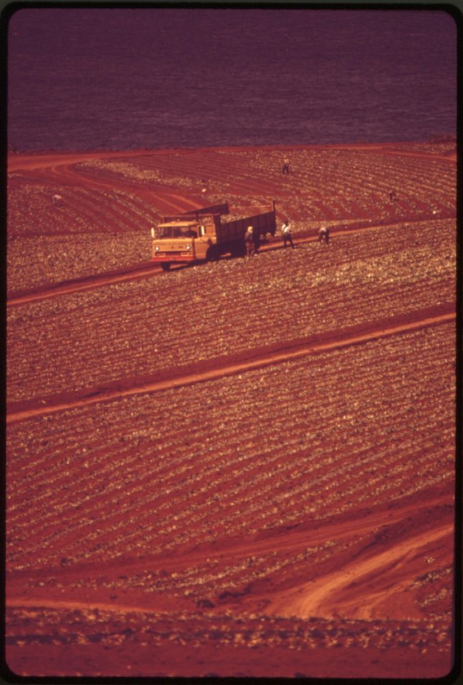 Aerial view of a tract of pineapple saved from urban development, October 1973. Photographer: O'Rear, Charles. Original…