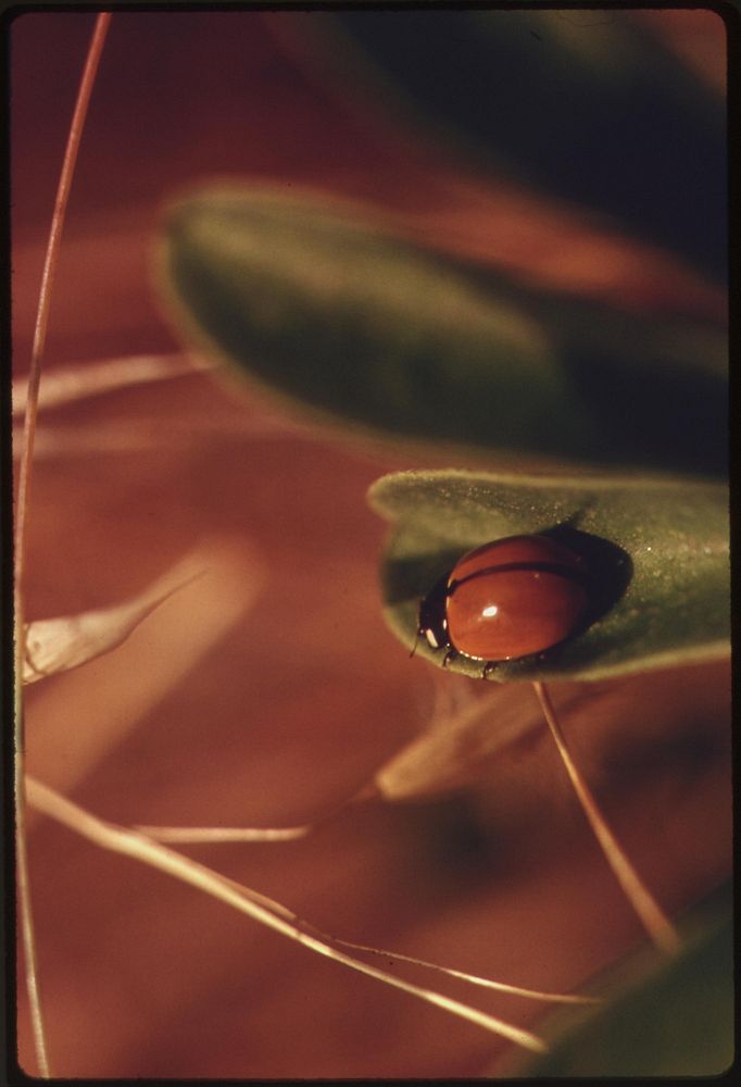 Closeup of plant and insect life in the Malibu Canyon area of the Santa Monica Mountains near Malibu, California, which is…