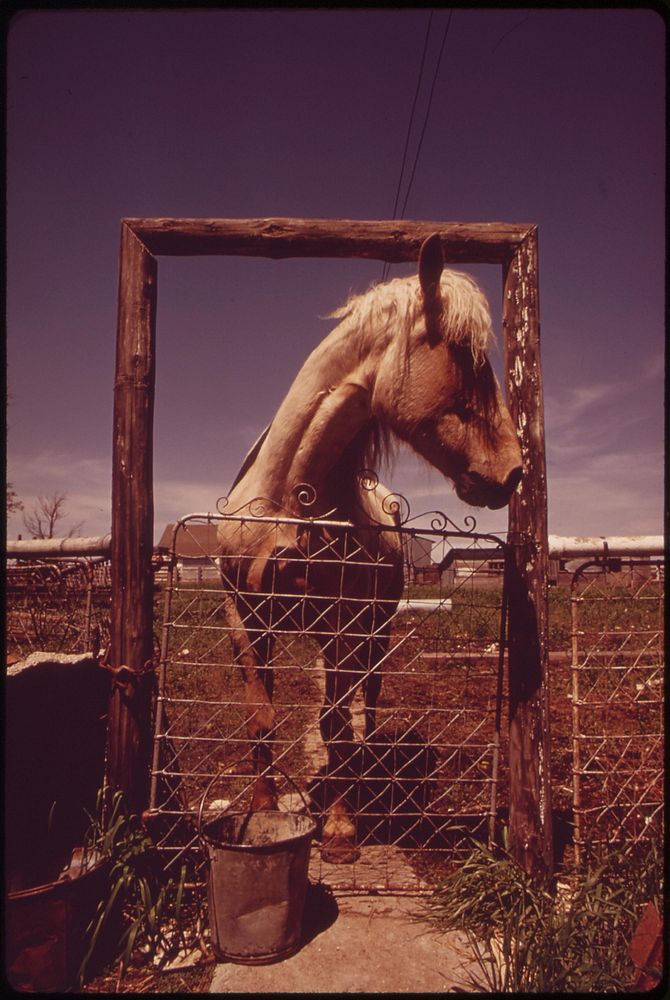 "Goldie". Owner is David Frazer, 87, one of Utica's oldest citizens.. Original public domain image from Flickr