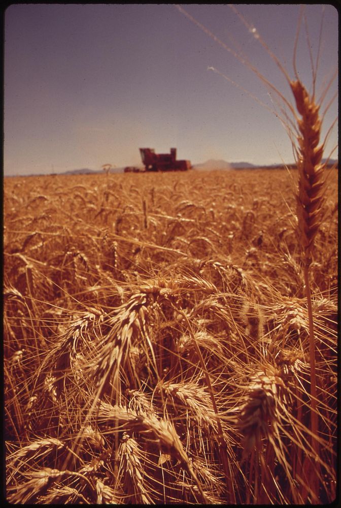 Palo Verde Valley wheatfield borders on the Colorado River, May 1973. Photographer: O'Rear, Charles. Original public domain…