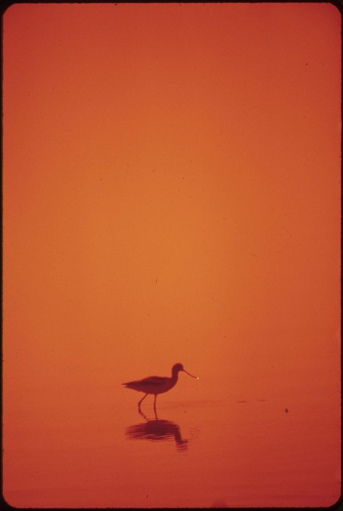 Marshland fowl at the Salton Sea National Wildlife Refuge. Original public domain image from Flickr