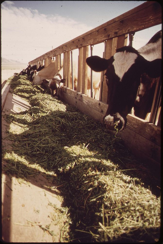Livestock on EPA's experimental farm. Original public domain image from Flickr