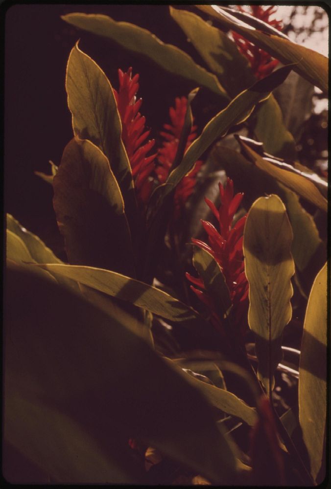Flora of Akaka Falls State Park. Original public domain image from Flickr