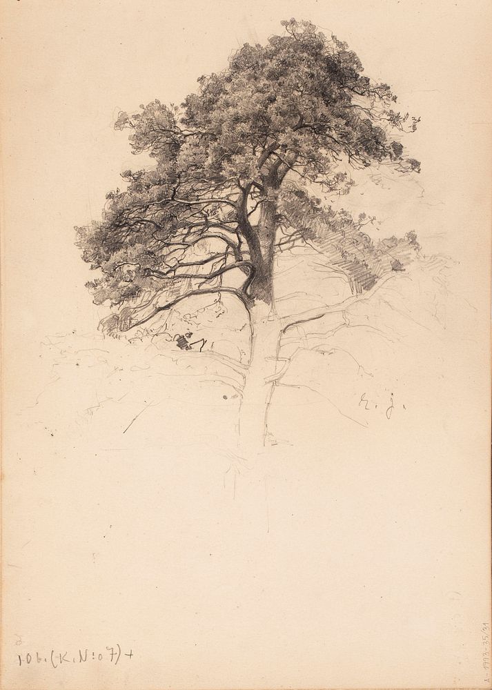 Männyn latva. todennäk. 1880-luvun jälkipuol. merk. oik.alh. e.j., 1885 - 1889part of a sketchbook, Eero Järnefelt
