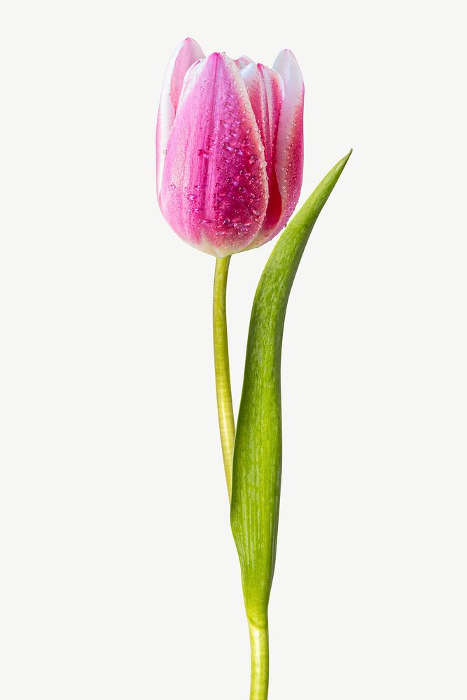 Pink tulip flower collage element psd