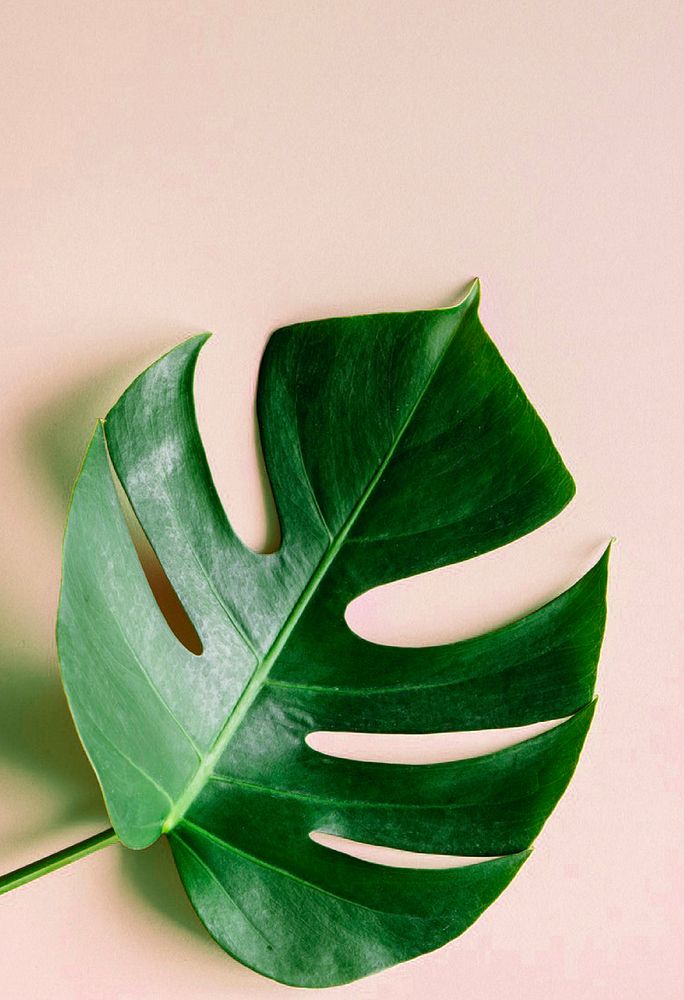 Monstera leaf, pastel pink background