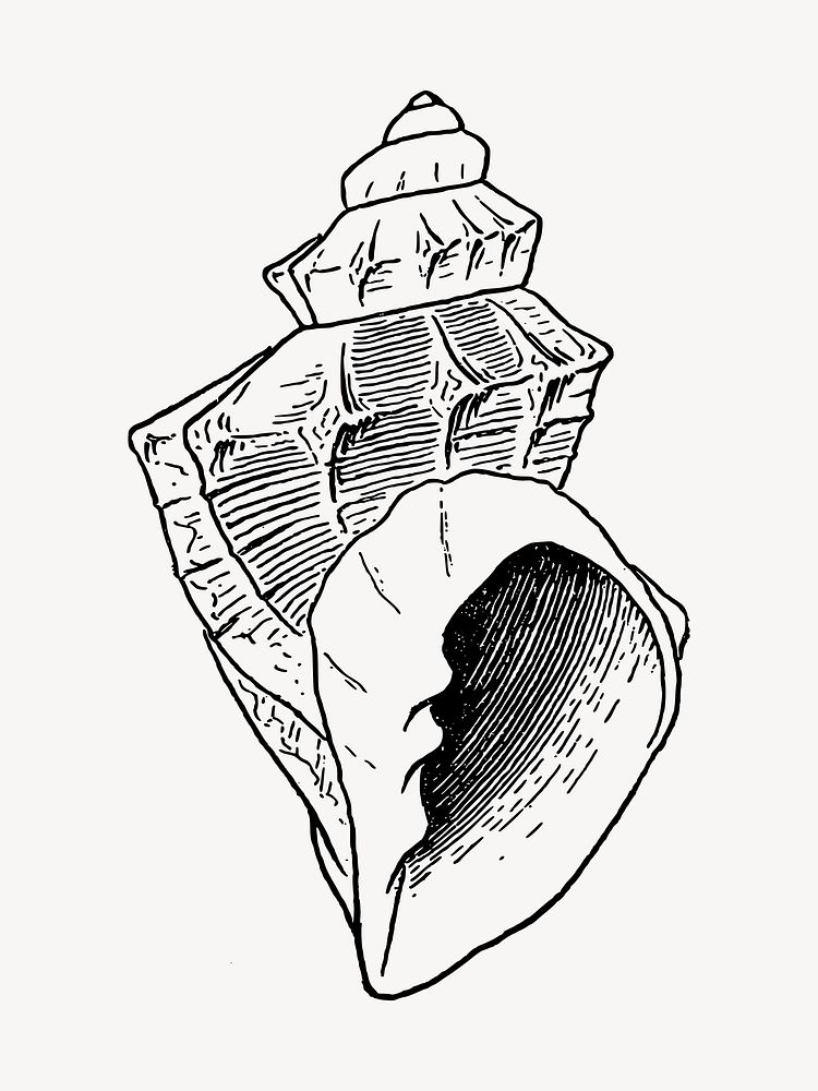 Conch clip art vector. Free public domain CC0 image.