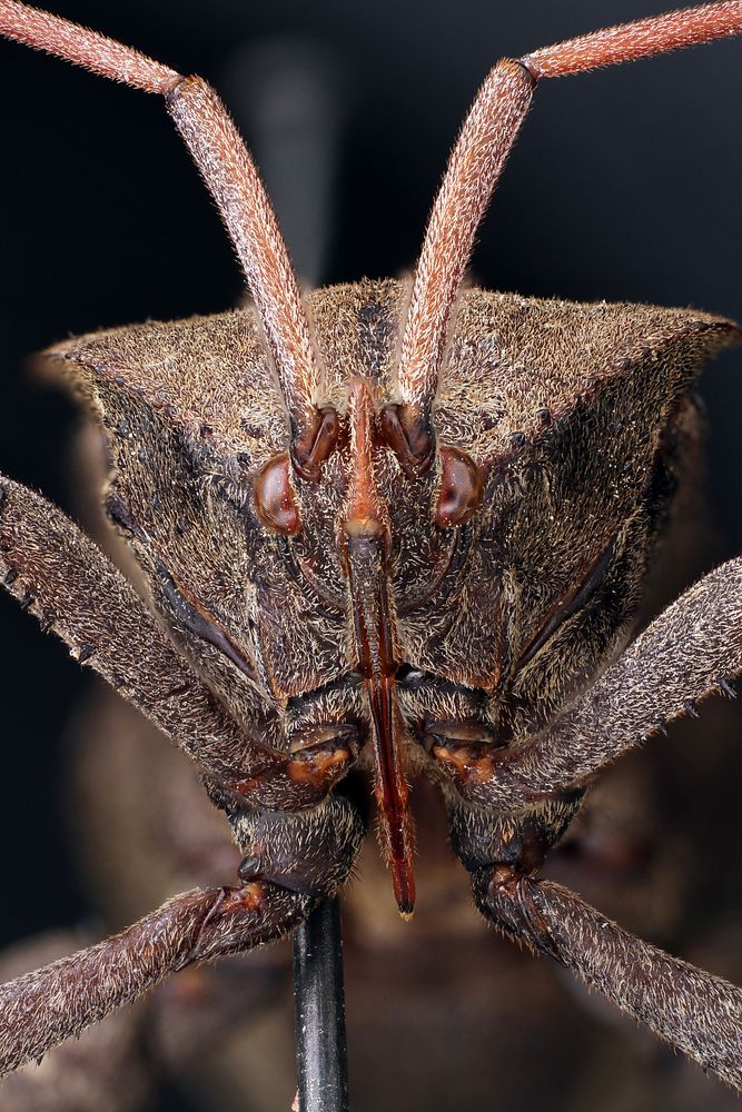 Acanthocephala femorataTexas: Travis Co.Austin, Brackenridge Field Laboratory17-x-2015coll. Alejandro Santillanadet. A.…