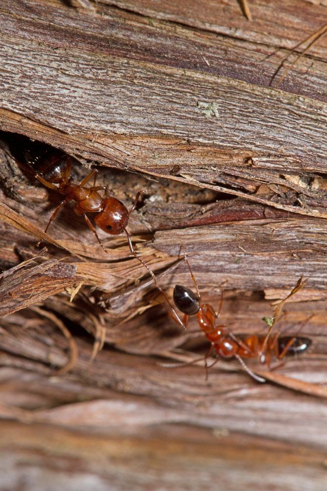 Carpenter Ant (Formicidae, Camponotus sayi)USA, TX, Travis Co.: AustinPease District Park 