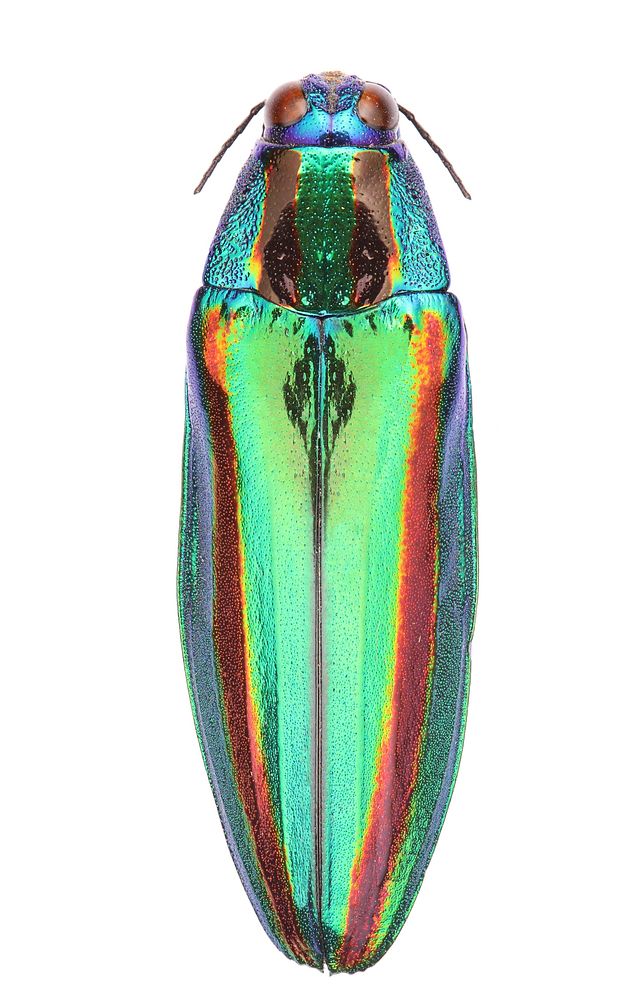Tamamushi (Jewel Beetle) (Buprestidae, Chrysochroa fulgidissima)Japan, Ibaraki Prefecture: TsukubaMt. Tsukuba 