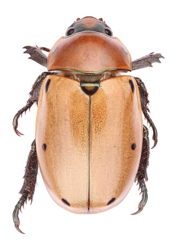 Grapevine beetle (Scarabaeidae, Pelidnota punctata) USA, TX, Travis Co.: AustinBrackenridge Field Laboratory 