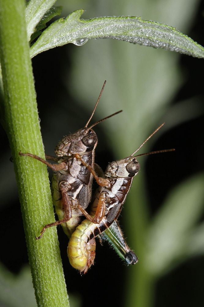 Short-horned grasshoppers (Acrididae)USA, TX, Jeff Davis Co.: Fort DavisDavis Mountains State Park 