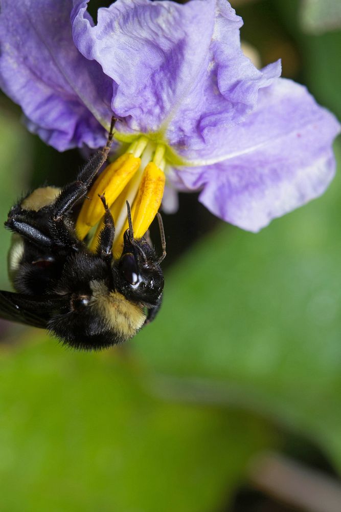 American bumblebee (Apidae, Bombus pensylvanicus)USA, TX, Travis Co.: AustinCommons Ford Ranch Metropolitan Park 